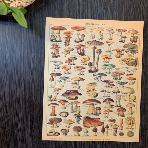 Vintage Scientific Champignons (Mushrooms) Print 8x10 - Picture 3 of 5